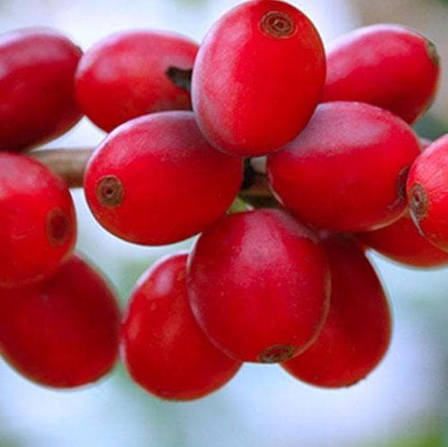 Dia 2: Passeio pelo café  - Pereira