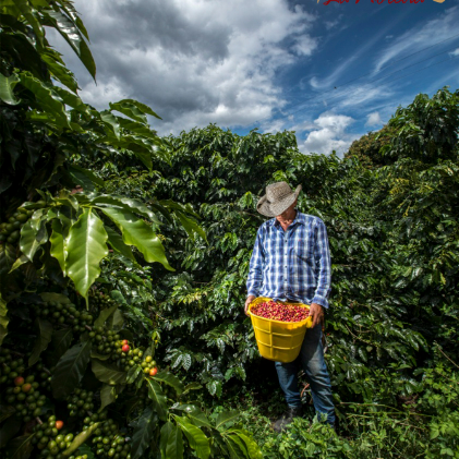 Dia 5. Pereira - Tout de Café - Pereira