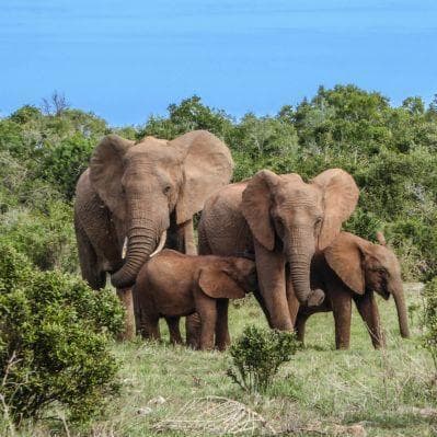 Ammirare gli elefanti del Capo all’Addo Elephant National Park  - Port Elizabeth