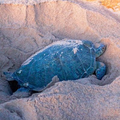 Possibilità di assistere alla nidificazione delle tartarughe a Ras Al Jinz - Wahiba Sands