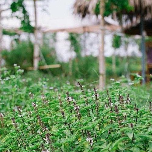 Ad Hoi Han visita alla fattoria di erbe biologiche della Signora Thien Hang, fondatrice della fattoria, per imparare le proprietà delle piante medicinali, dei fiori e metodi di respirazione e rilassamento - Hue