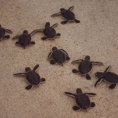 Avvistamento delle tartarughe di notte e all’alba - Wadi Shab