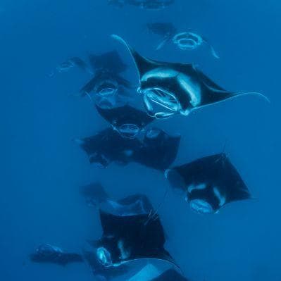 Escursione snorkelling “dance with mantas” - Male