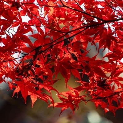 Visitare Il Giappone nel periodo del foliage - Tokyo