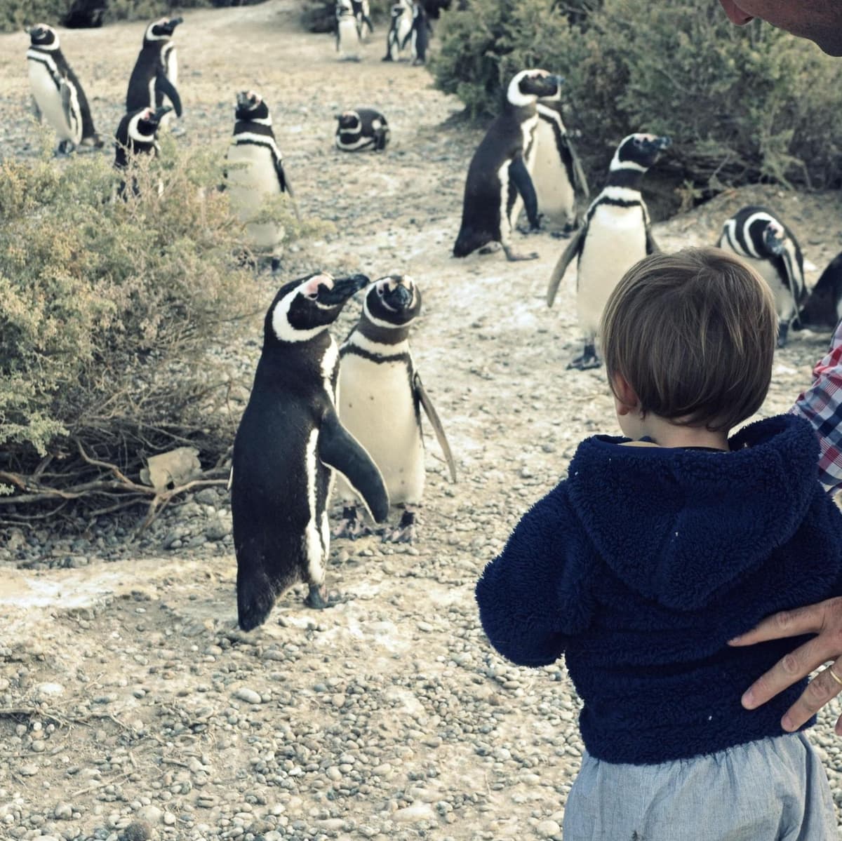 El Pedral Ranch: Countryside Day and Penguins - بويرتو مادرين