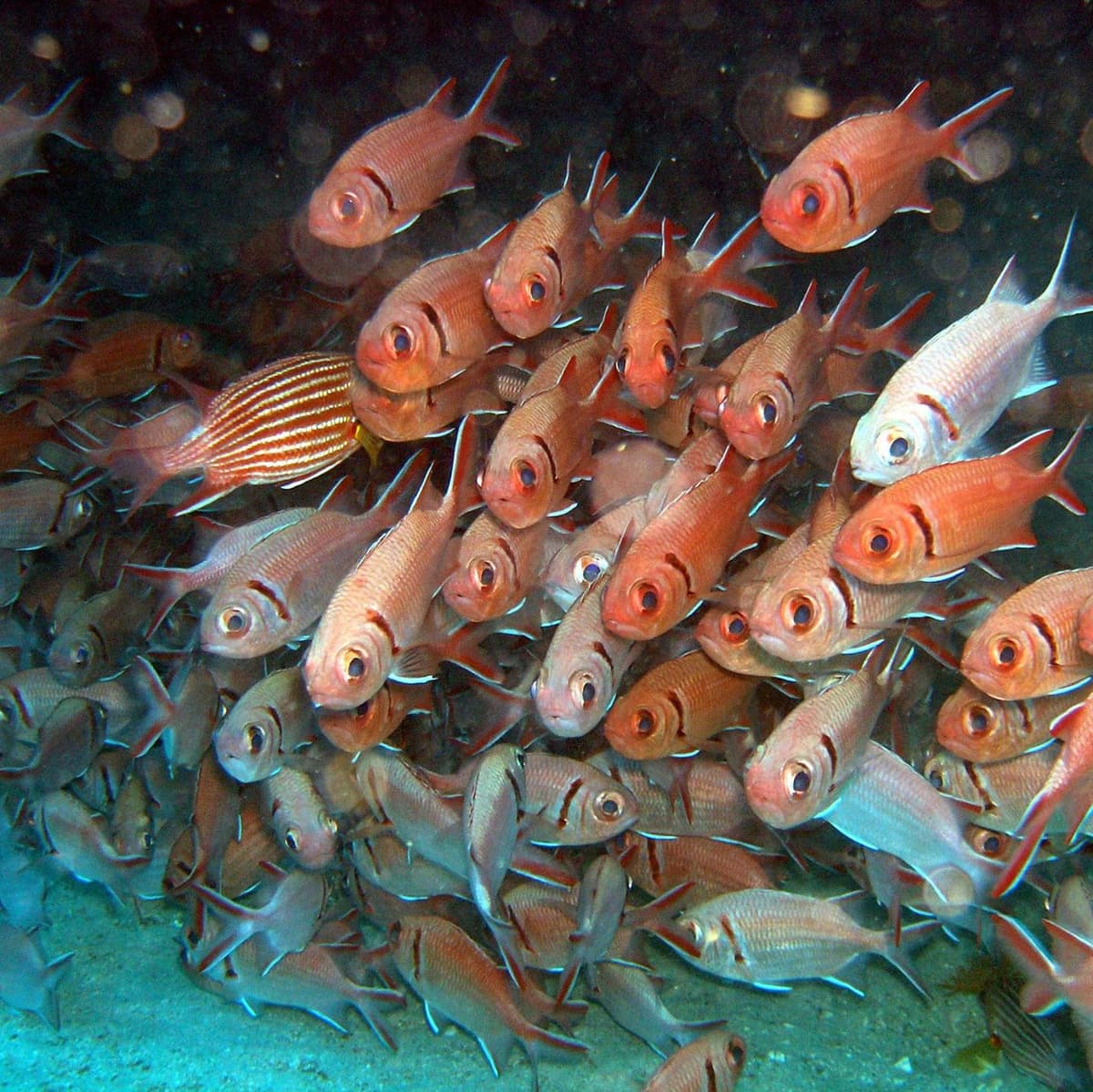 Diving Sao Vicente - Минделу (остров Сан-Висенте)