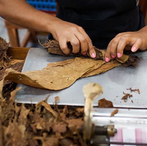 Visit to a tobacco factory - Pinar del Río