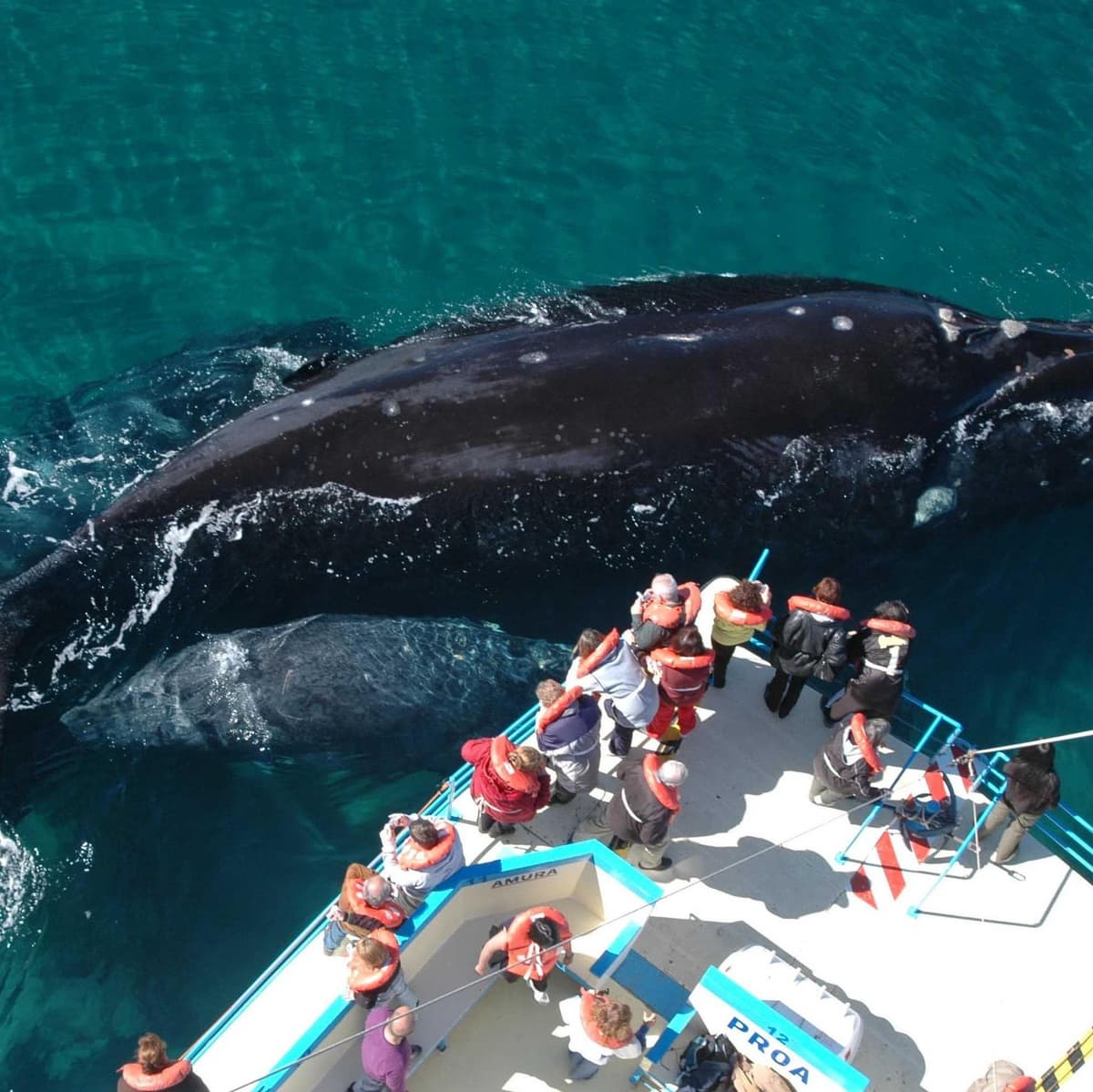 Peninsula Valdes - Puerto Madryn