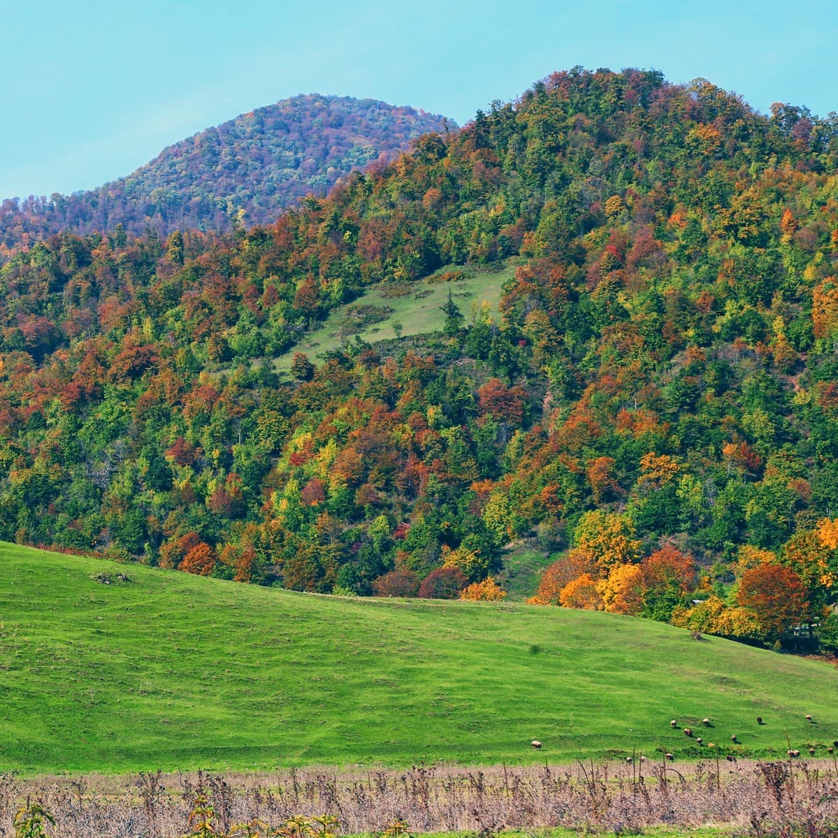Gabala Tour - Gabala