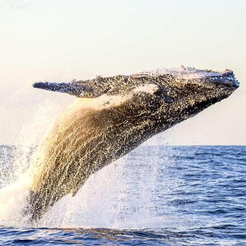 Walvisspotten - Kauai HI