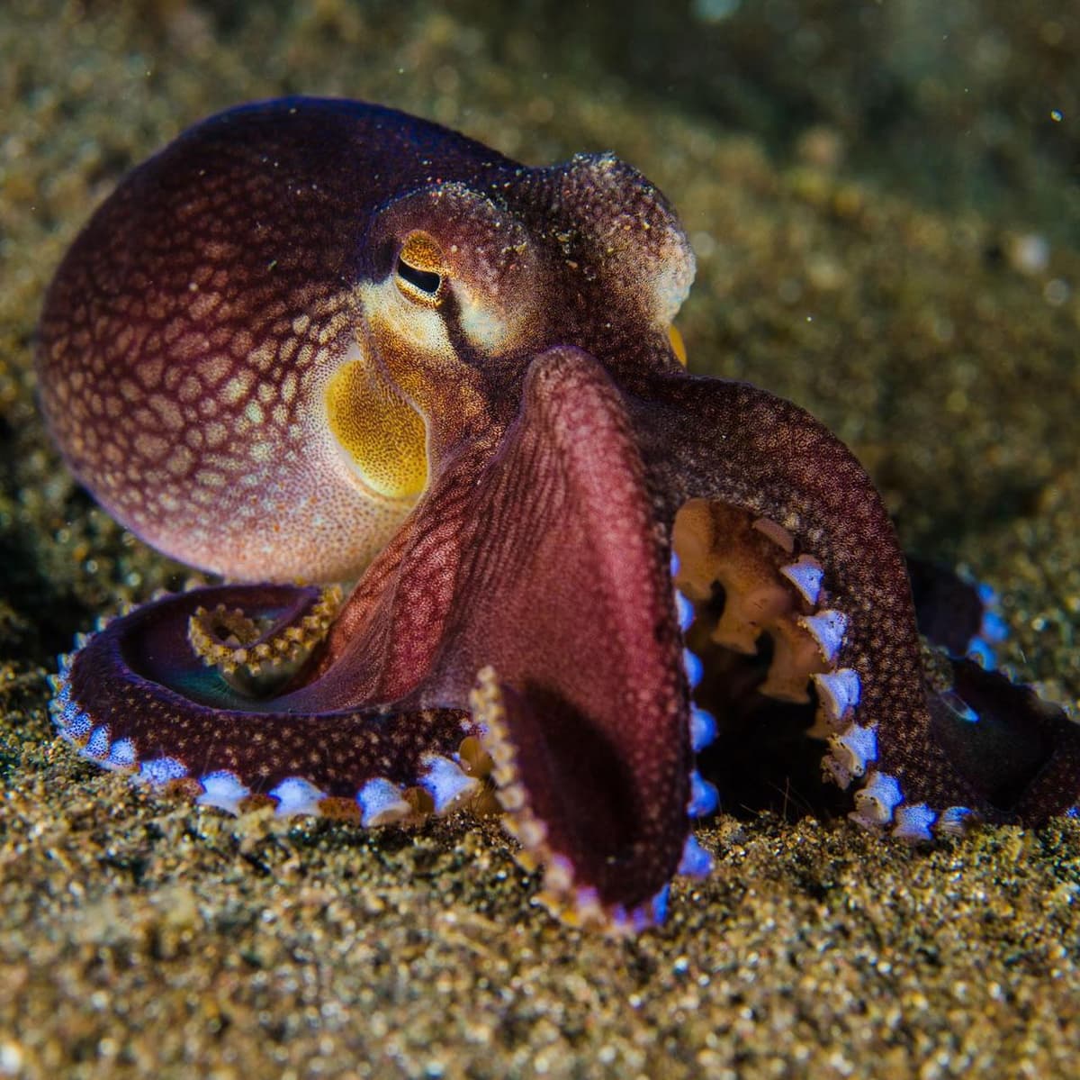 Unveil the Hidden Wonders: Diving in Lembeh and Lembeh Strait - Lembeh