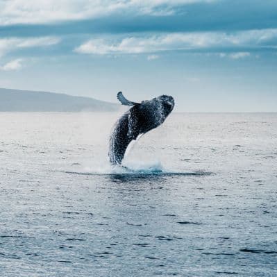 Uscire in barca alla ricerca della fauna marina  - Vik