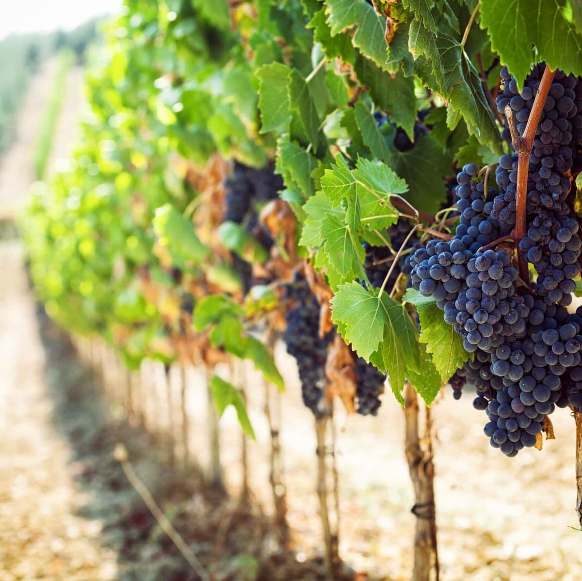 Visit of a farmhouse in the Tuscan countryside with wine tasting - Siena