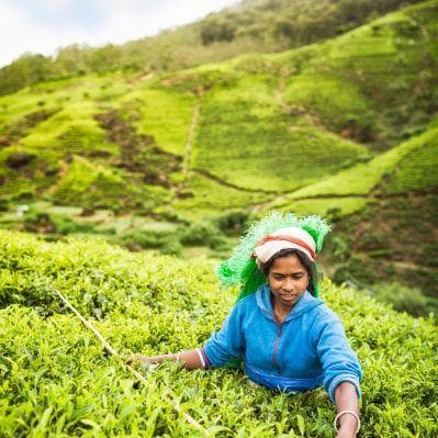 Visita ad una piantagione del famoso Ceylon Tea e degustazione - Nuwara Eliya