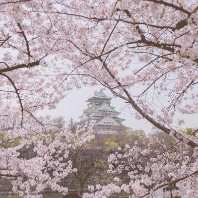 Visitare Il Giappone nel periodo dell’Hanami - Tokyo