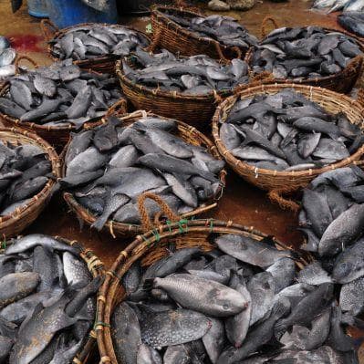 Visita del fishmarket di Negombo - Negombo