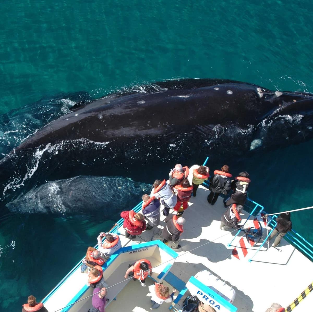 Valdes Peninsula - Puerto Madryn