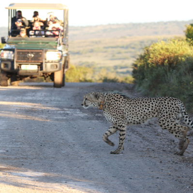 I game drive in riserva privata per vedere i meravigliosi animali africani  - Mpumalanga