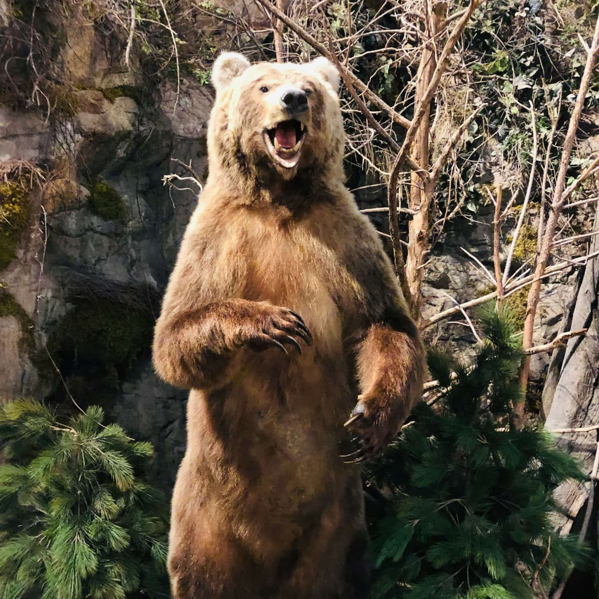 Bear House  - Moscow