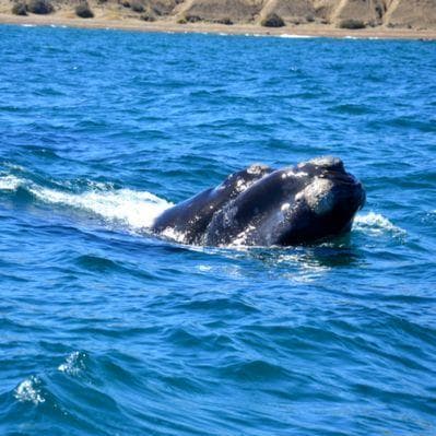 Fotografare i cetacei nella baia di Puerto Piràmides - Puerto Madryn