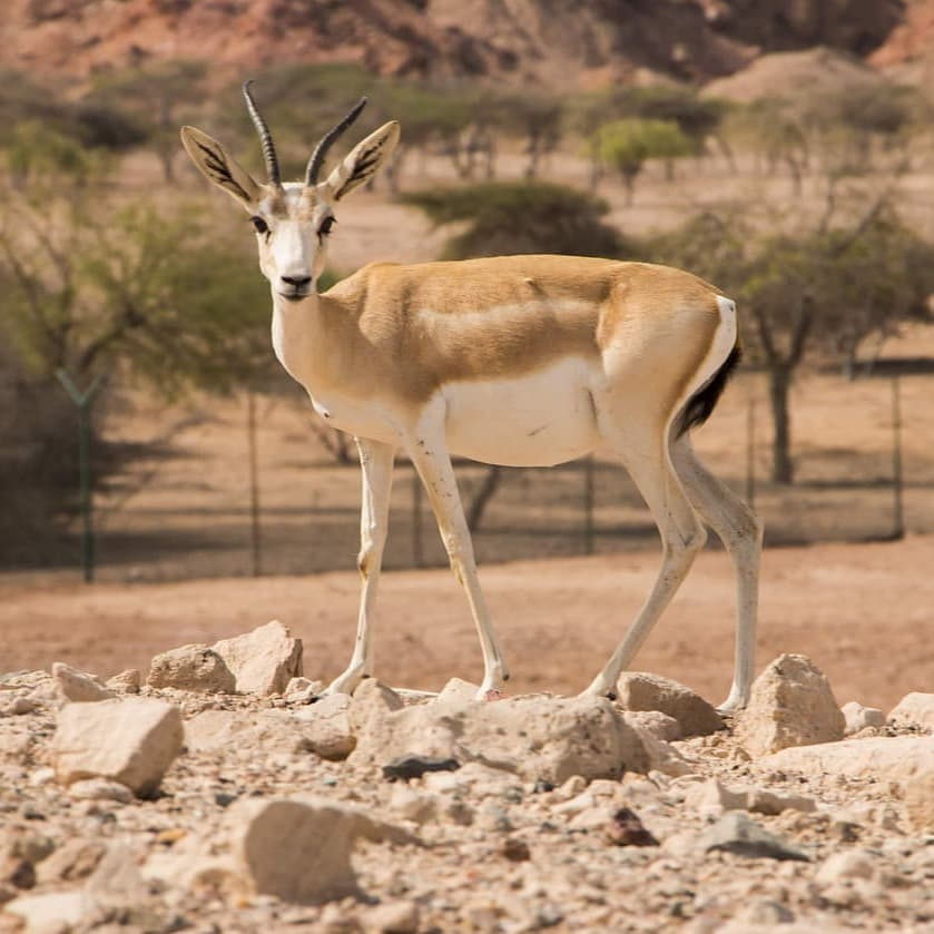 Shore Excursion Options  - Sir Bani Yas Island