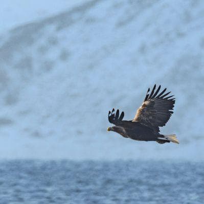 Alle Isole Lofoten, safari in gommone per avvistare le maestose aquile marine - Isole Lofoten