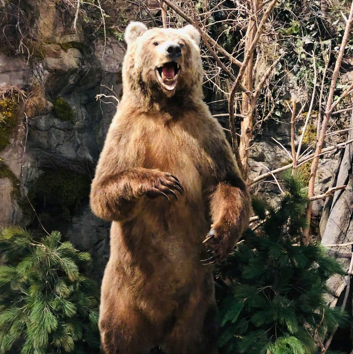 Bear House  - Moscú