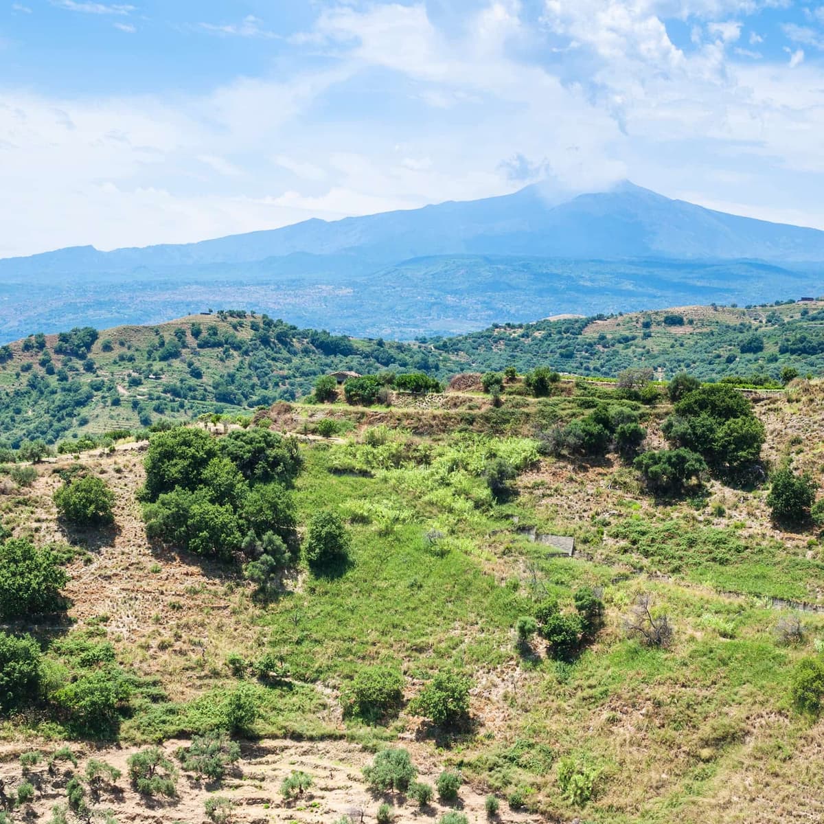 Etna DOC wine tasting at a winery with traditional lunch - Etna
