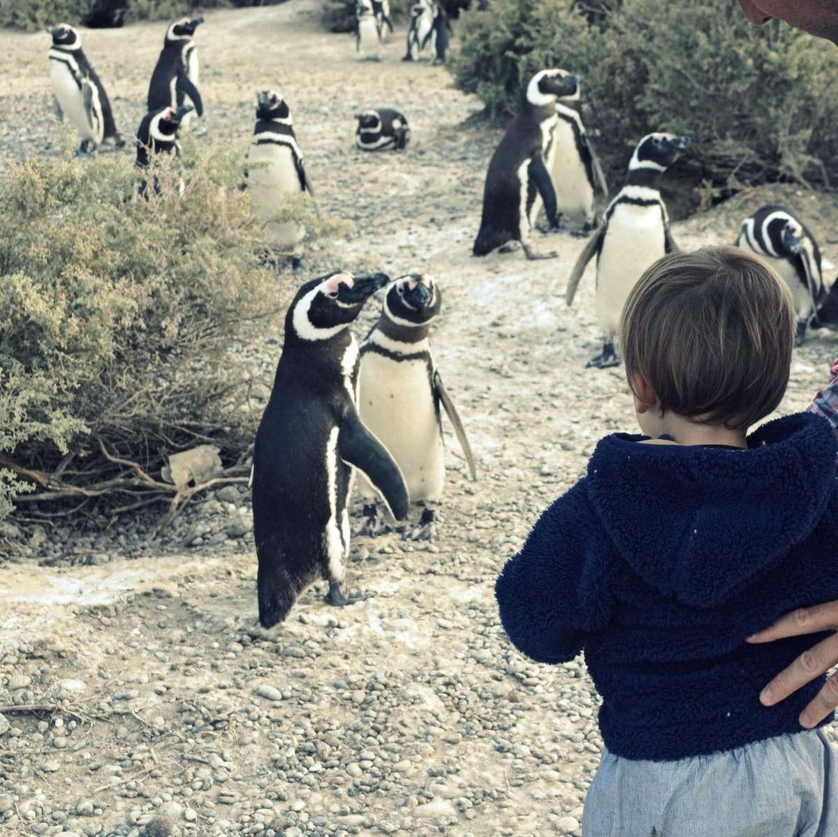 El Pedral Ranch: Countryside Day and Penguins - Puerto Madryn