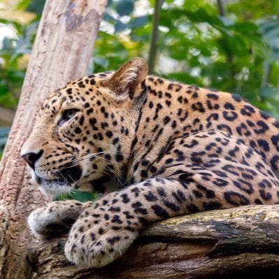 Safari all’alba nel Parco Nazionale di Udawalawe - Udawalawe