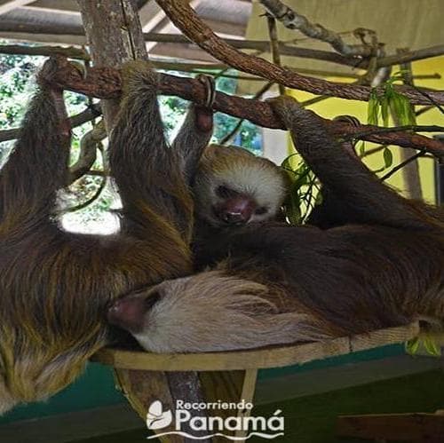 Día 5 Gamboa  - Gamboa