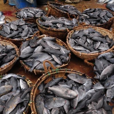 Esplorazione del fishmarket di Negombo - Negombo