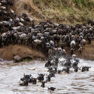 Lo spettacolo della Grande Migrazione al Masai Mara - Maasai Mara