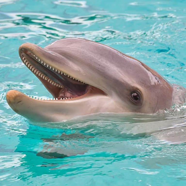 Visit to the Dolphinarium with dolphin interaction - Cienfuegos, Cuba