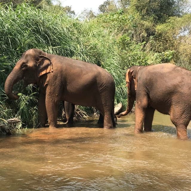 Lunes 19 de enero | Santuario de Elefantes & Templo Doi Suthep - Chiang Mai