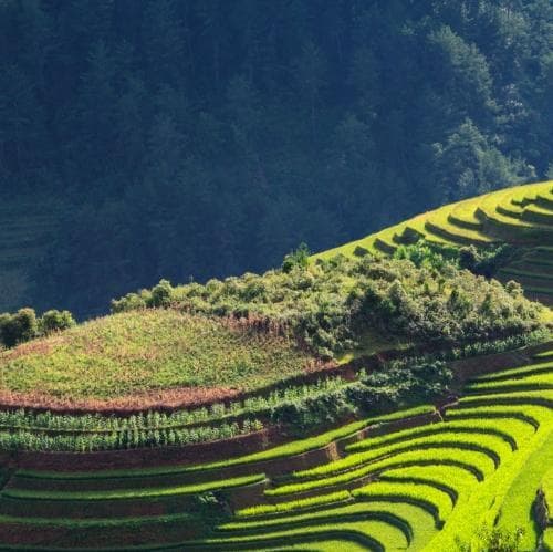 In bicicletta nelle campagne di Hoi An per conoscere la tradizione della coltivazione del riso seguita da “cooking class“ a base di riso - Hoi An