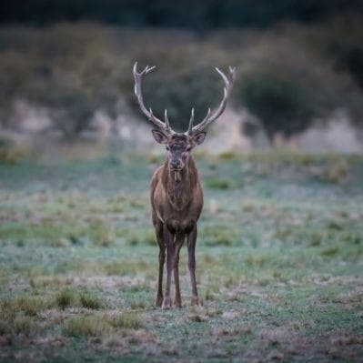 Visita del bioparco Polar Park alla scoperta degli animali dell’Artico - Isole Lofoten