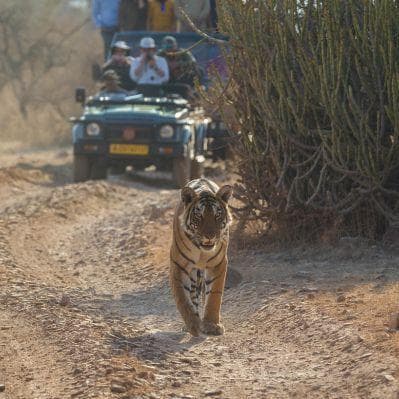 Cercare le maestose tigri del Bengala a Ranthambore - Ranthambore National Park