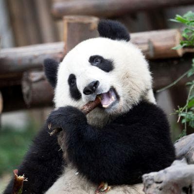 Visita al Centro di Ricerca dei Panda Giganti di Chengdu - Chengdu
