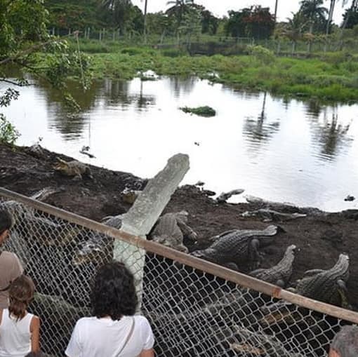 Visit to the Crocodile Breeding Farm - Guama