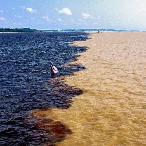 Meeting of the Waters + Lake Janauari + Pink Dolphin Experience + Indigenous Tribe Visit - Manaus