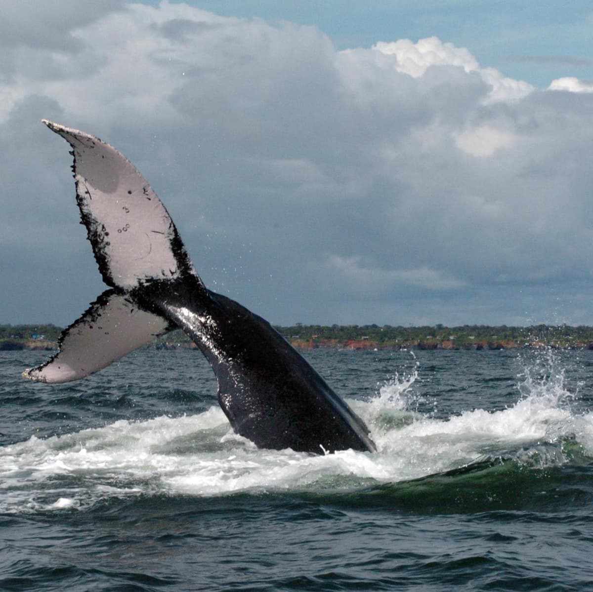 Día 2. Buenaventura – Pasadía Avistamiento de Ballenas - Buenaventura