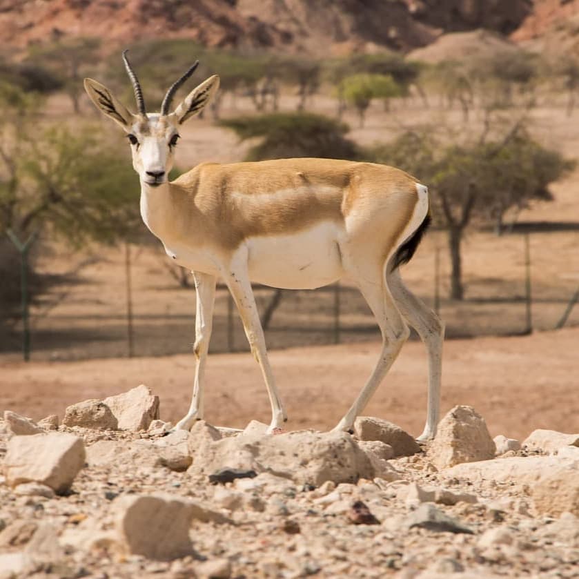 Shore Excursion Options  - Sir Bani Yas Island
