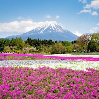 Ammirare lo Shibazakura in fiore - Kawaguchiko