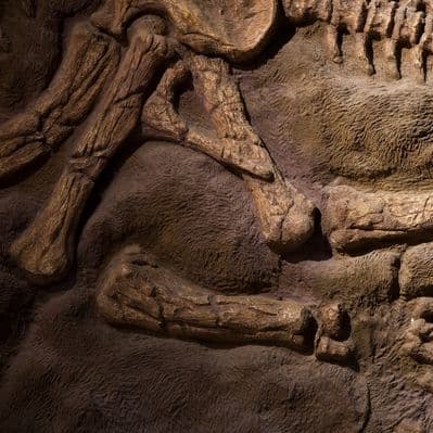 Visita al Museo di Storia Naturale - New York NY