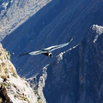 Ammirare il maestoso volo degli avvoltoi dal Mirador del Cóndor - Arequipa