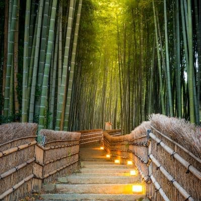 Visita alla foresta di bamboo di Arashiyama con guida parlante italiano - Kyoto