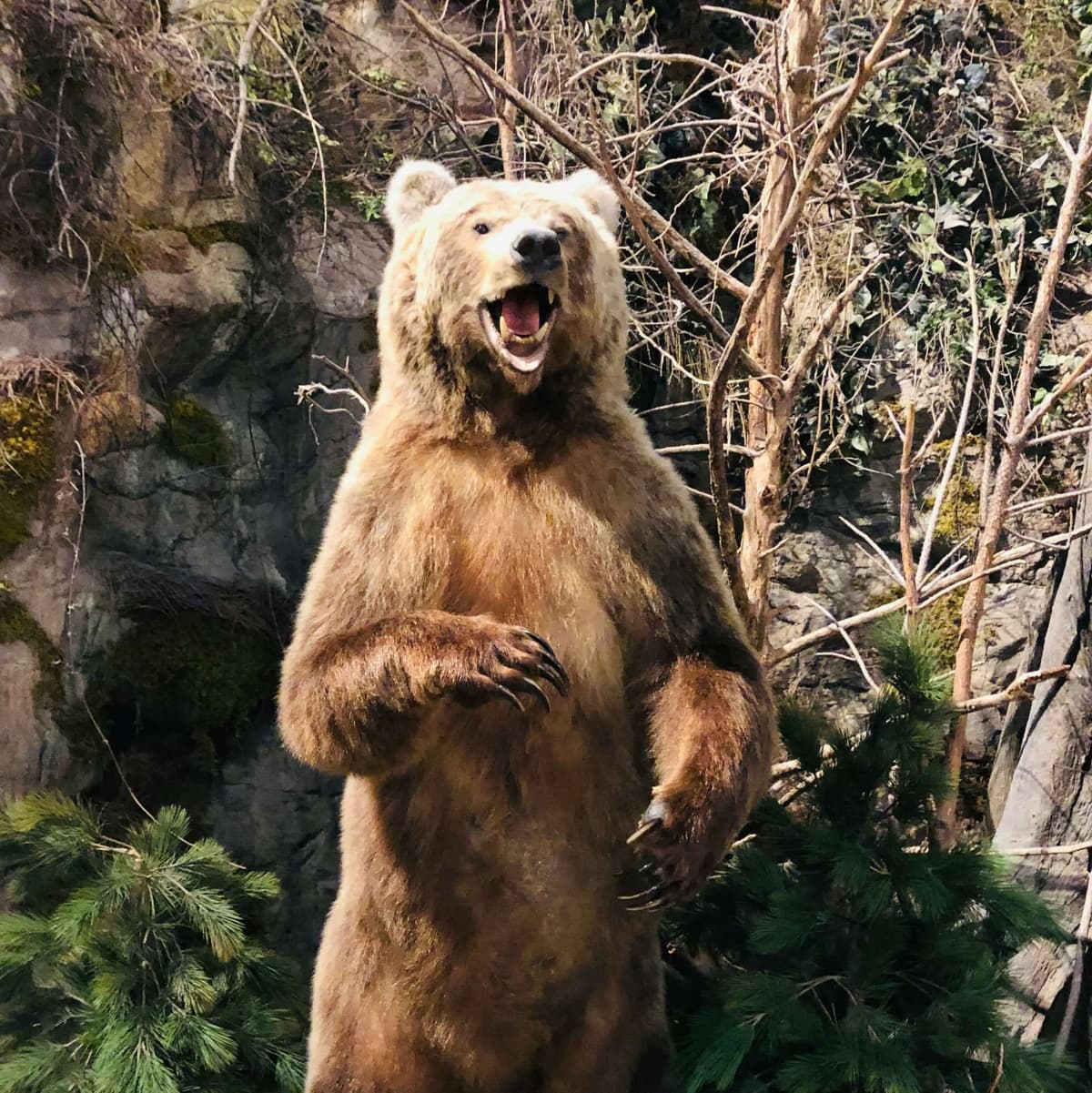 Bear House  - Moscow