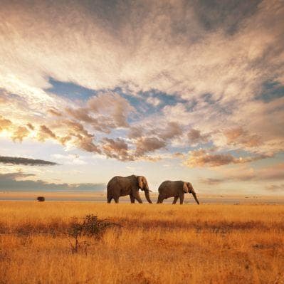 Safari in jeep a Tsavo Est di 2 giorni e 1 notte - Parco Nazionale dello Tsavo Est