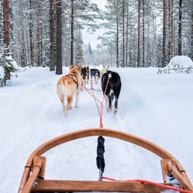 Mini-safari con i cani husky - Rovaniemi